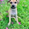 Oris, femelle croisée berger, née le 14/07/2025 🐶