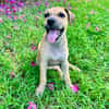 Oris, femelle croisée berger, née le 14/07/2025 🐶
