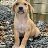 Carignan, mâle croisé berger, né le 14/07/2025 🐶