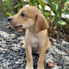 Carignan, mâle croisé berger, né le 14/07/2025 🐶