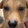 Carignan, mâle croisé berger, né le 14/07/2025 🐶