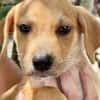 Carignan, mâle croisé berger, né le 14/07/2025 🐶