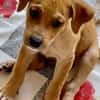 Carignan, mâle croisé berger, né le 14/07/2025 🐶