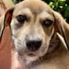 Zifandel, mâle croisé berger, né le 14/07/2025 🐶