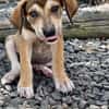 Zifandel, mâle croisé berger, né le 14/07/2025 🐶