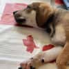 Zifandel, mâle croisé berger, né le 14/07/2025 🐶