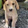 Malbec, mâle croisé berger, né le 14/07/2025 🐶