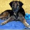 Bobby, attend depuis trop longtemps sa famille