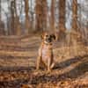 Vili-LM, Kuschelboy sucht Familie