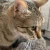 Myria  braucht Sicherheit 🐱