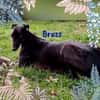 Bruss unkomplizierter Galgo 1/23 DE PS