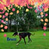 Bruss unkomplizierter Galgo 1/23 DE PS