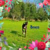 Bruss unkomplizierter Galgo 1/23 DE PS