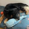 Fröhlicher Bruno sucht sein Zuhause