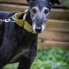 Romeo - Zuhause gesucht