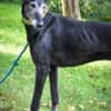 Romeo - Zuhause gesucht