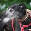 Romeo - Zuhause gesucht