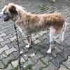 Sanfter großer Coco sucht Zuhause