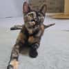 Salsa sucht Zuhause mit Action