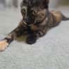 Salsa sucht Zuhause mit Action