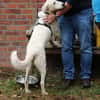 Duke sucht dringend liebe Menschen