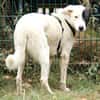 Duke sucht dringend liebe Menschen