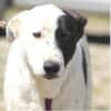 Duke sucht dringend liebe Menschen