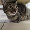 moisey