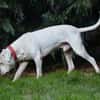 MAX dit PANCHITO CHAO