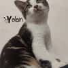 YOLAIN