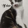 YOLAIN