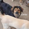 Carla