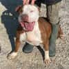 COSMO mix American Bully