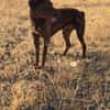 Rufo