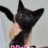 Moka