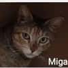 Miga