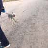 Pitu