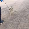 Pitu