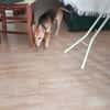 Aitor