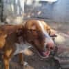 Senda