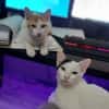 Chamber y phenix