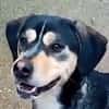 Buffi
