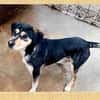 Buffi