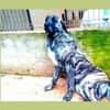 Roxy