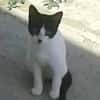 Rayito veloz