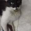 Bigotes