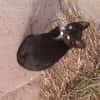 Blacky
