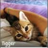 Tigger