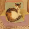 Shirin