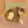 Shirin